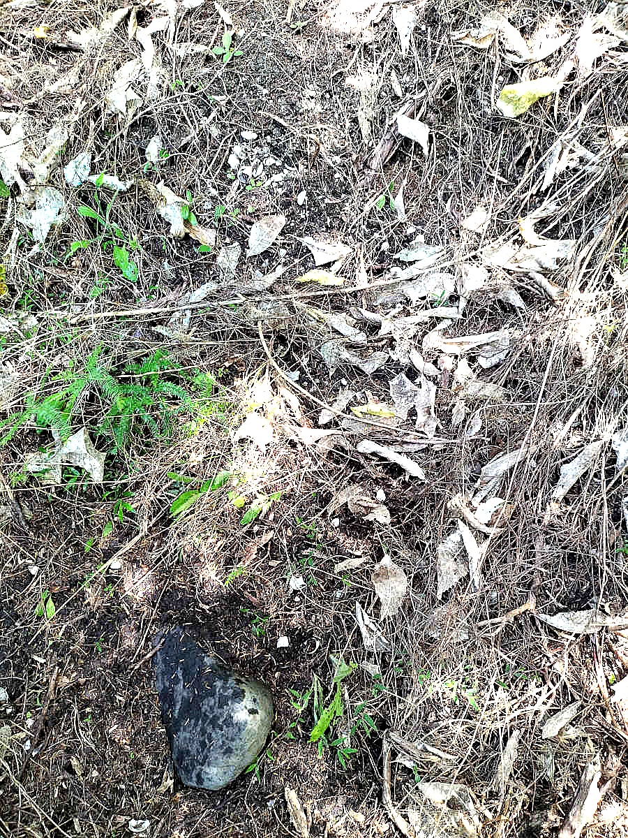Probable midden site in the Te Matuku Bay environs — shells visible in the soil